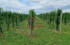 Teren extravilan in Baicoi 10.000mp plantatie mure --80.000e - 8