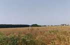Teren, 8950 mp, langa padure, Intravilan, Magurele, strada Tangentei - 4