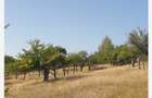 Teren de 9000 mp, în Urluiești - 4
