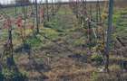 Teren 4700 intravilan de vanzare sau schimb cu garsoniera - 3