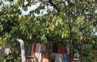Casa 3 camere - Lazu | Teren 600 mp - 6
