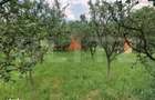 Teren de vanzare cu cabana si livada, 1300 mp, zona Viile Satu Mare - 7