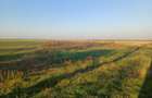 Teren agricol intravilan de 5300 mp, în Gruiu - 9