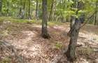 Padure 5000 m patrati stejar com Banesti Ph - 2