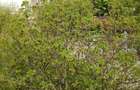 Ocazie unica! Proprietar vand urgent apartament 3 camere vis-a-vis de Shopping City. Negociabil!! - 10