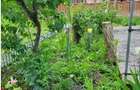 Teren cu doua corpuri casa - 35500 eur - 9