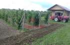 Teren extravilan in Baicoi 10.000mp plantatie mure --80.000e - 1