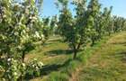 Vand livada de pomi fructiferi - 2