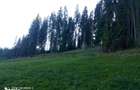 De Vanzare teren in Carlibaba, judetul Suceava - 2