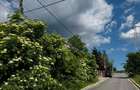 Teren 1.000 mp investitie Poiana Tapului - Busteni - Str. Traian Vuia - 5
