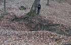 Teren forestier intravilan-extravilan - 2
