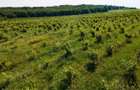 Plantatie Alun Frata Cluj 700.000 - 4