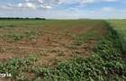 Teren intravilan de vanzare | Peris | 10.000 mp | Investitie sigura - 5