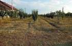casa locuibila in mesteacan, Corni, Boto?ani - 4