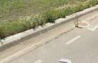 Teren extravilan 10.000 mp Acas, jud. Satu Mare - 6