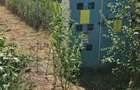 Teren 8000 mp intravilan rezidential Adunatii Copaceni (Mogossesti ) - 2