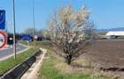 Teren Construcții intravilan de 49906 mp, în Stupini - 10