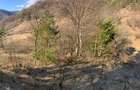 Teren extravilan de 5384 mp, în Nehoiu - 4