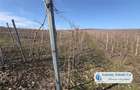 Antony Estate | Oportunitate de investitie, Ferma Padurea Galbena - Cehal, Marghita - 12