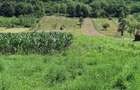 Vand teren intravilan foarte mare, 6700m2 in loc. Buceava, Com. Gurahont - 2