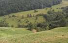 Teren de 10000 mp, în Moieciu - 5