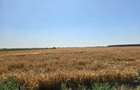 Teren extravilan de 1080 mp, în Măgurele - 9