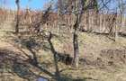 Vand teren cu vie in Dumbravi?a (Baia Mare) - 4