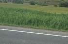 Teren de vanzare in huedin - 5