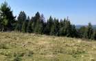 Terenuri extravilan impadurite in Municipiul Topli?a - 2