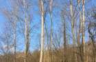 DOMENIU EXCLUSIVIST Băile Govora: 2500 mp cu Helesteu, Pârâu, Pădure, Utilități - 5