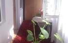 Vand Casa pe Magurele sau schimb cu apartament - 3