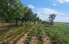 Casă cu 8 camere cu Teren 8300 Mp în Sânlazăr - 9