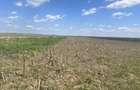 Teren agricol Slobozia Moara 8544 mp acces la drum asfaltat si la 1 km de DN7 - 6