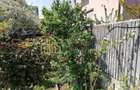 CASA 3 CAMERE SI CURTE - GIULESTI STRADA ARTARULUI - TEREN 296 MP - 5