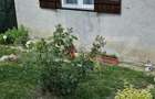 Casa 4 camere 126 mp utili, 700 mp teren, zona Viile Satu Mare - 1