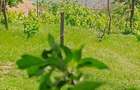 ID 7852 Teren pentru casa - Strada Orizontului - 2
