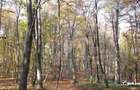 Teren spectaculos, intravilan,  Feleacu, zona linistita, padure + parau. - 8