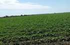 Teren extravilan Roata de Jos 1,04 hectare - 1