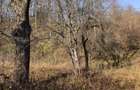 Teren intravilan Breaza 4,000mp cu utilitati. Panorama. Intimitate. - 6