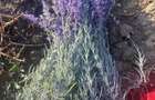 Domeniu cu casa renovata si anexa , planta?ie de lavanda , panouri fotovoltaice de 5kw si baterie - 2
