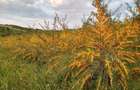 Vand plantatie de catina ecologica pe rod - 6