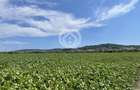 Teren intravilan Medias | 13700 mp | Deschidere 242 ml la drum public - 3