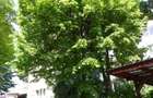 De vanzare apartament. 3 camere, Targu-Mures, Zona Budai - 1