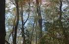 Teren forestier 15,618 mp Santimreu / com. Salard - Santimreu (Bihor)