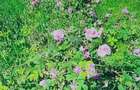 TEREN CU PLANTA?IE DE TRANDAFIRI ,,ROSA DAMASCENA,\ \CARANSEBE?\JUD.CS - 8