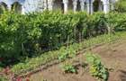 Casă cu 6 camere cu Teren 1300 Mp în Spătărei - 8