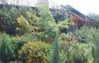 Intravilan 572 mp , loc de casa , zona padure Baicoi Prahova - 10