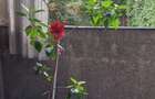 Vanzare camera + dependinte dintr-un apartament Armeneasca - 8