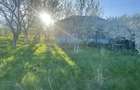 6.000 mp intravilan sat Avintu - 5