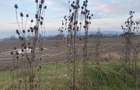 Teren agricol extravilan de 15000 mp, în Lipănești - 5